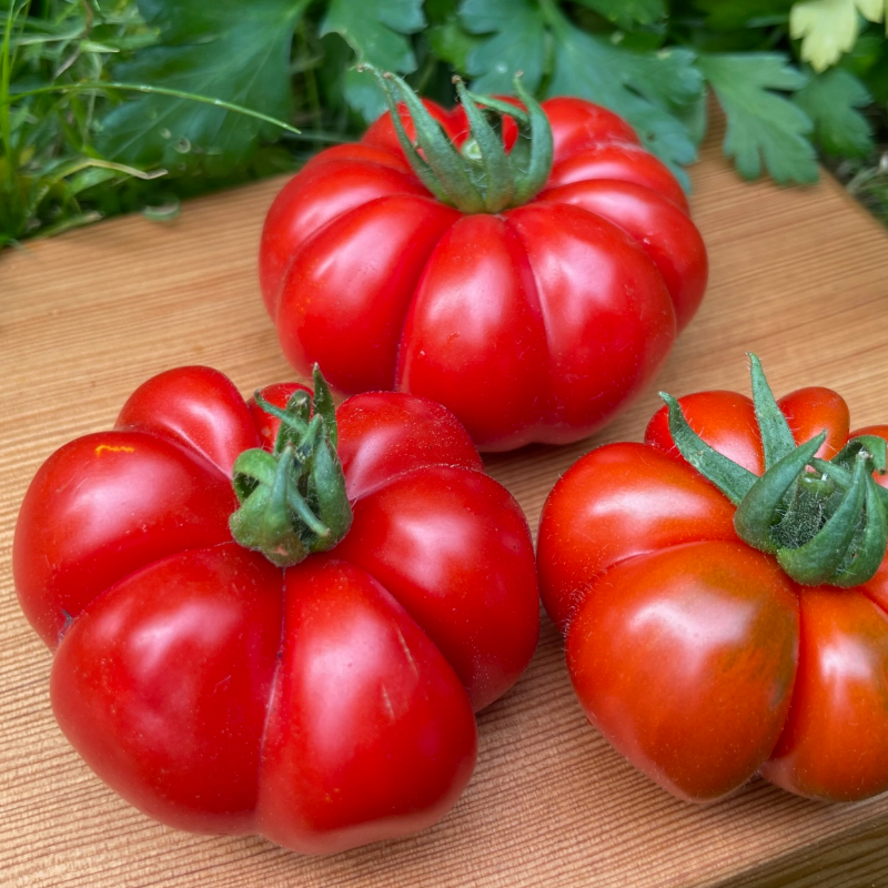 Costoluto Genovese Tomato Main Image